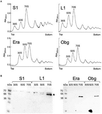 Single-molecule dynamics suggest that ribosomes assemble at sites of translation in Bacillus subtilis